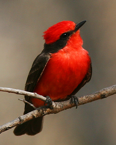 vermillion fly catcher